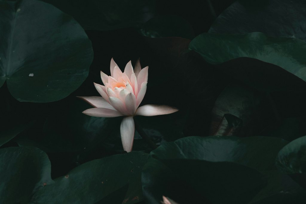 Chris Wong Nd8jxk24SMs Unsplash 1024x683